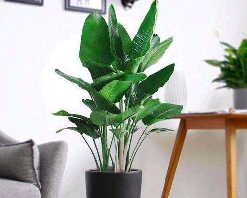 长垣绿植花卉店铺推荐？哪里可以买到高品质的绿植花卉？