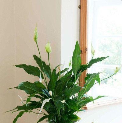长垣绿植花卉店铺推荐？哪里可以买到高品质的绿植花卉？