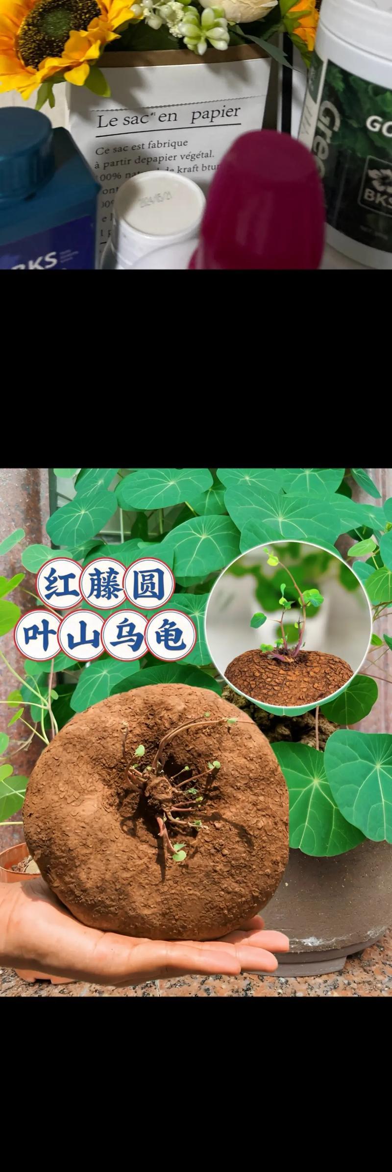 哪些圆叶花卉盆栽寓意好？它们在家居装饰中扮演什么角色？