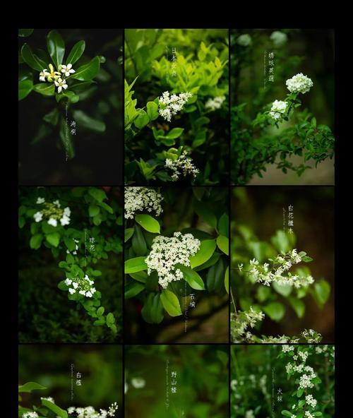耐旱花香植物有哪些？它们的特点是什么？