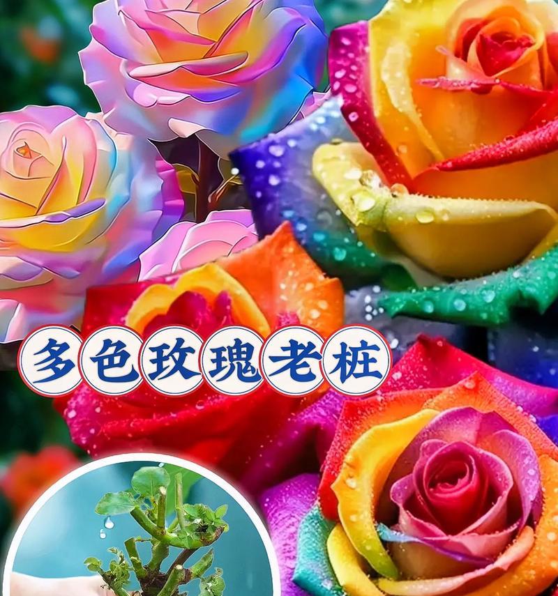 玫瑰花代表什么的爱？不同颜色玫瑰代表哪种爱？