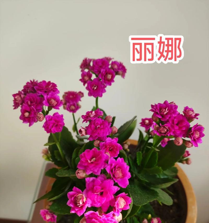 长寿花有哪些稀有品种值得拥有？