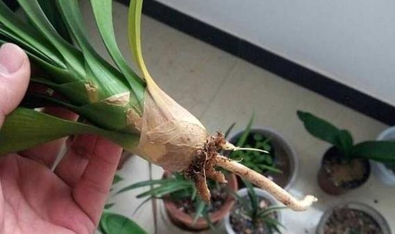 去除土腥味花卉的方法有哪些？如何保持花卉的清新？