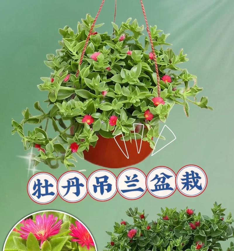 牡丹夏天盆栽怎么养护？夏季牡丹盆栽的管理要点是什么？