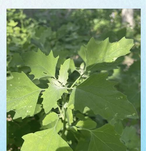 灰白根植物的特性是什么？