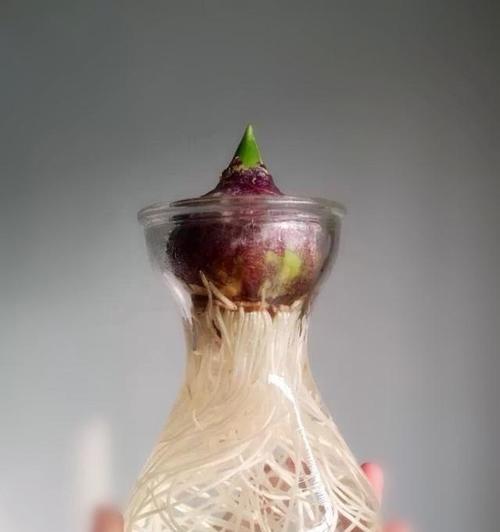 玫瑰花长芽怎么水培种植？水培玫瑰花的养护技巧有哪些？
