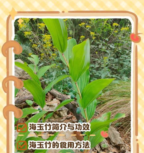 玉竹直播盆栽怎么种植方法？直播中分享的种植技巧有哪些？