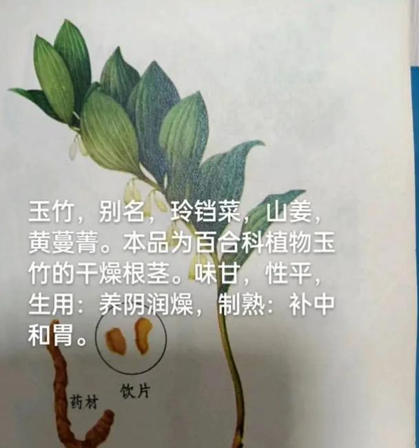 玉竹直播盆栽怎么种植方法？直播中分享的种植技巧有哪些？