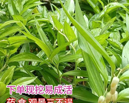 玉竹直播盆栽怎么种植方法？直播中分享的种植技巧有哪些？