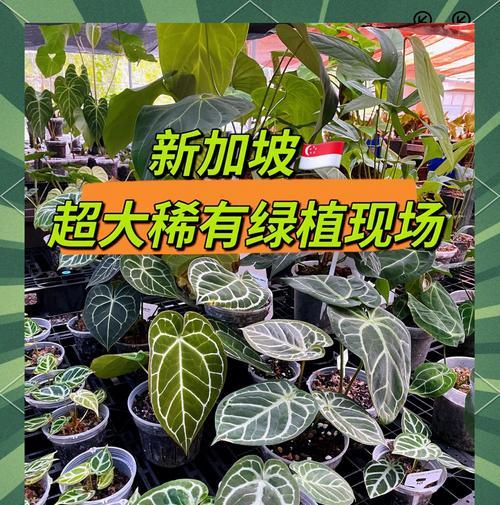 植物乐园有哪些独特之处？