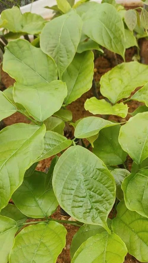 常见的藤本植物幼苗有哪些种类？如何正确种植藤本植物幼苗？