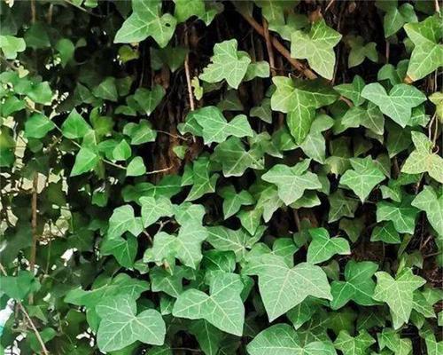 常见的藤本植物幼苗有哪些种类？如何正确种植藤本植物幼苗？