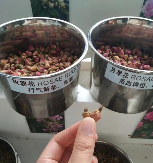 如何辨别花卉的真伪？有哪些有效方法？