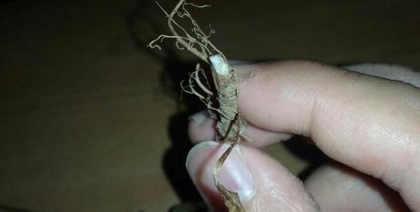 如何辨别花卉的真伪？有哪些有效方法？