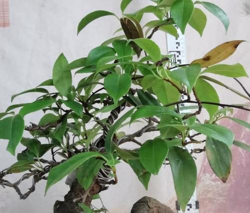 草药盆栽怎么用土种植？草药盆栽的土壤选择标准是什么？