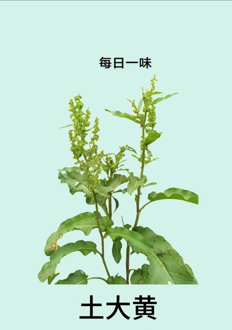 草药盆栽怎么用土种植？草药盆栽的土壤选择标准是什么？