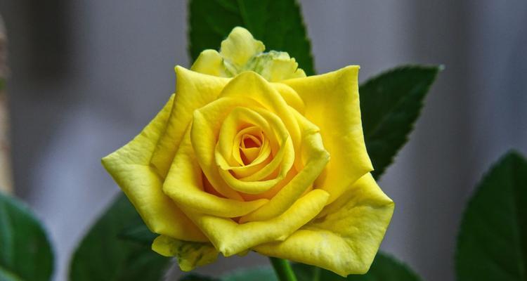 复古红玫瑰花的花语是什么？它在传统中代表了哪些情感？