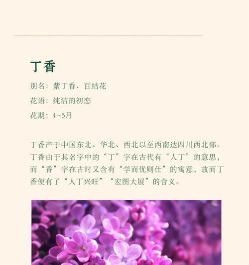 如何撰写吸引人的植物丁香简介？丁香植物的简介应该包含哪些要点？