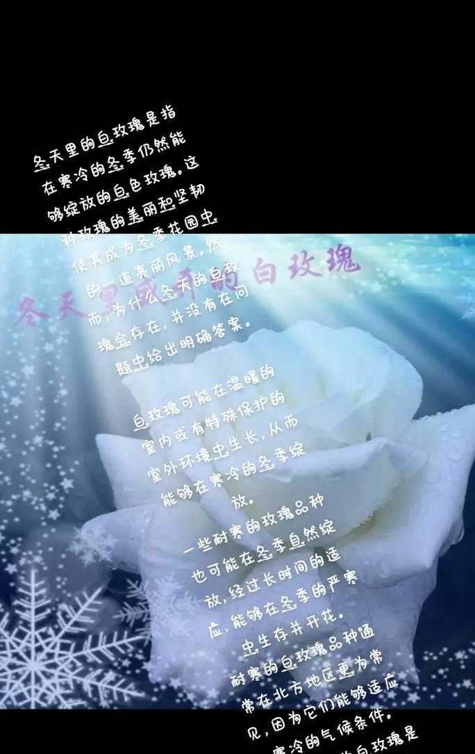 送白玫瑰给不同人有何含义？白玫瑰代表的多样性是什么？