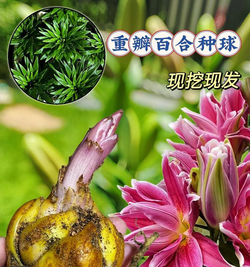 绿色百合花束的寓意是什么？