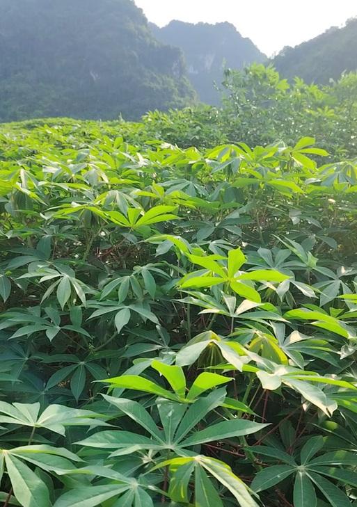 适合种植百合的海拔高度是多少？如何选择最佳种植地点？