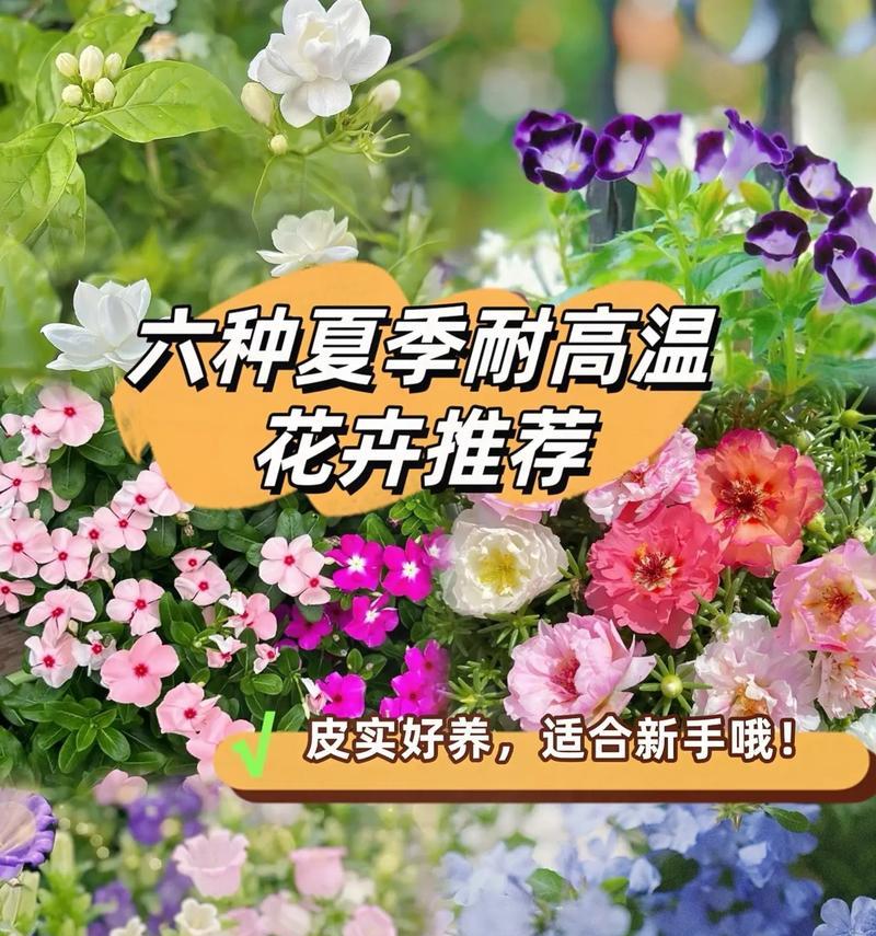 夏天哪些植物花卉能耐高温？