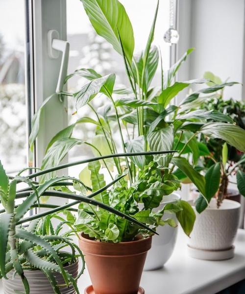新栽的植物怎么种植？有哪些注意事项？