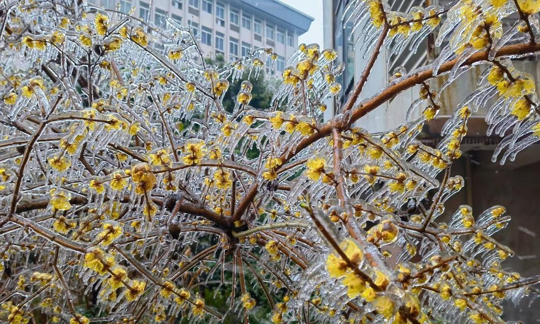 如何描述被冰包裹的植物？