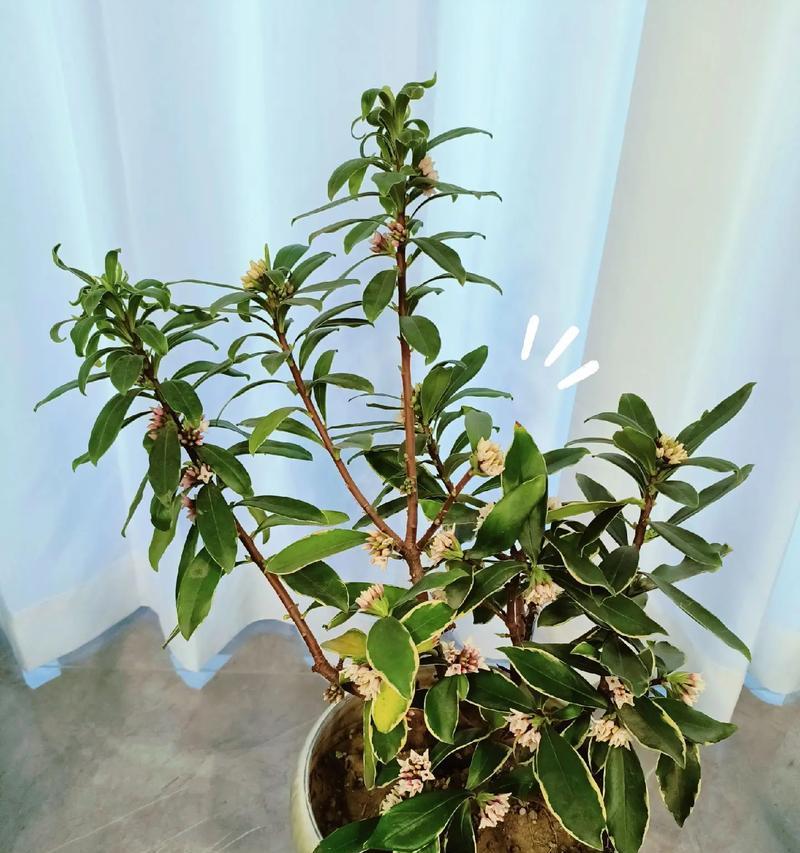 瑞香花的花语及其象征意义是什么？