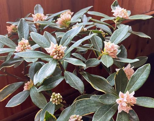 瑞香花的花语及其象征意义是什么？