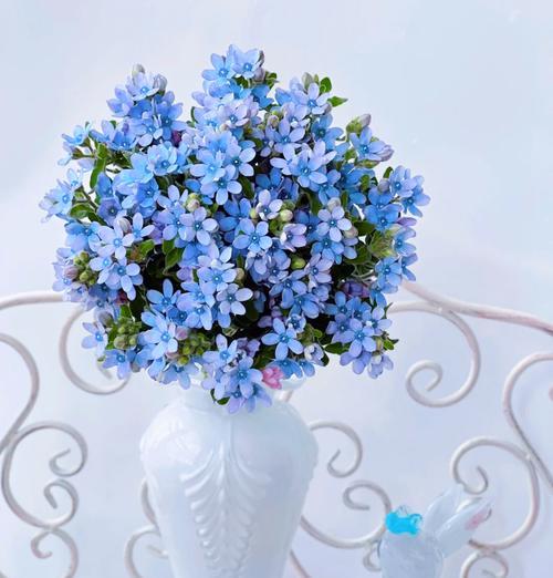 哪种花的花语代表幸福？幸福花语有哪些？