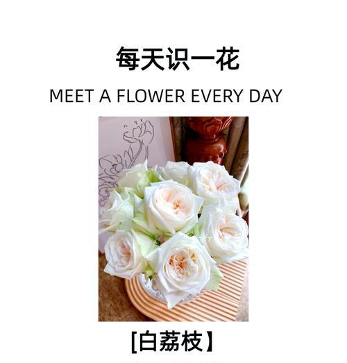 你喜欢白玫瑰的花语吗？原因是什么？