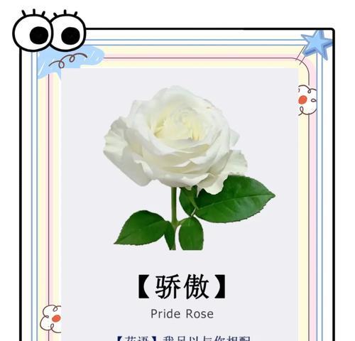 你喜欢白玫瑰的花语吗？原因是什么？