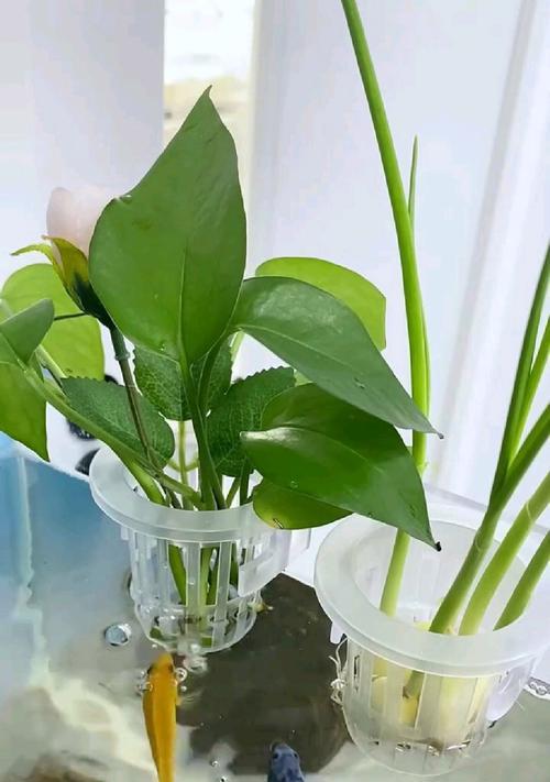 植物水培缸能养什么植物？如何选择适合水培的植物？