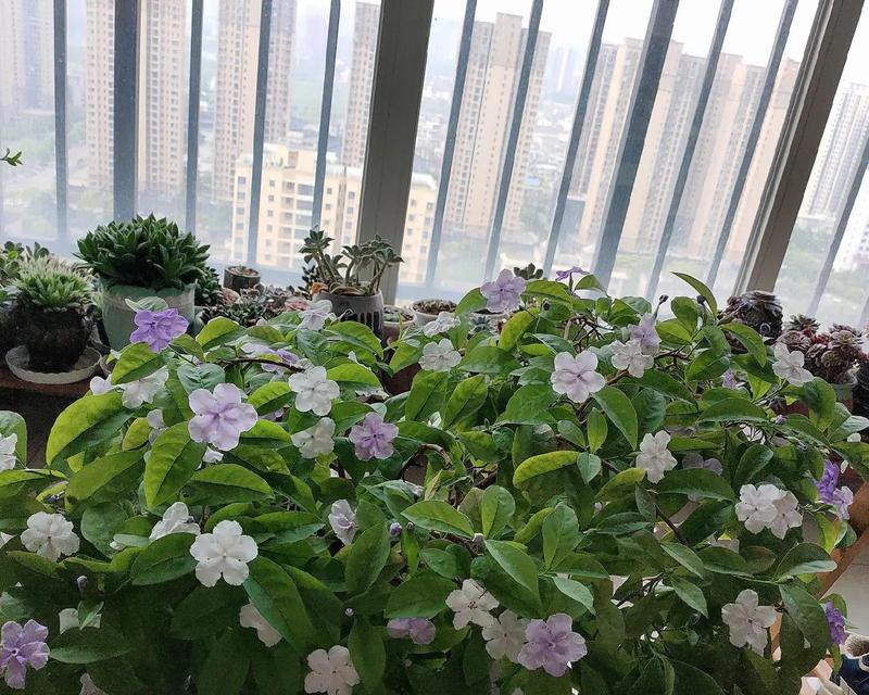 哪些花卉最适合室内养殖？