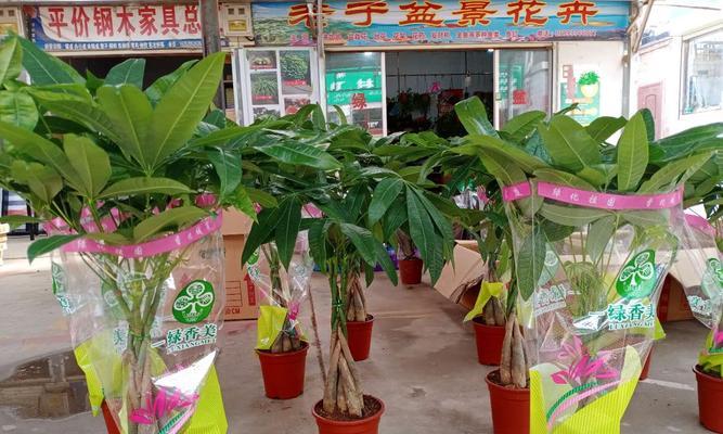 壁山花卉出名的店有哪些？买什么花卉好？