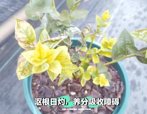 夏季哪些花卉植物不宜进行嫁接？