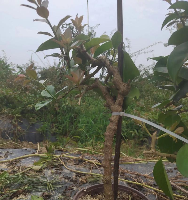 夏季哪些花卉植物不宜进行嫁接？