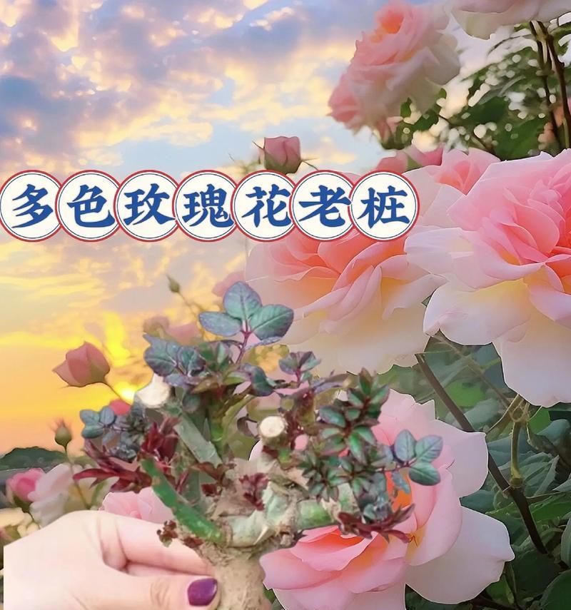 夏季哪些花卉植物不宜进行嫁接？