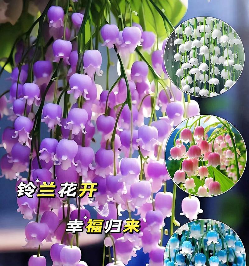 哪种花的花语是等我？等我花语的花是什么？