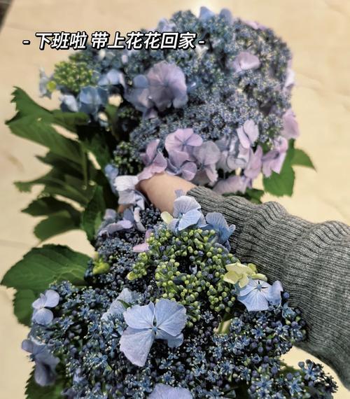 大盆植物多久需要换盆？换盆时应该注意哪些事项？