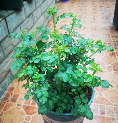 大盆植物多久需要换盆？换盆时应该注意哪些事项？