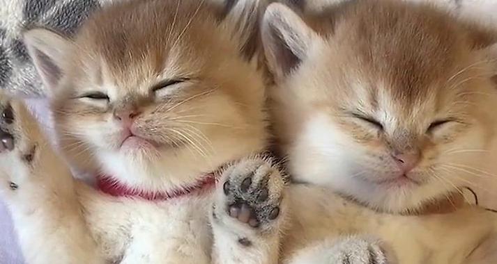 猫为什么不能碰百合？这对猫有什么影响？