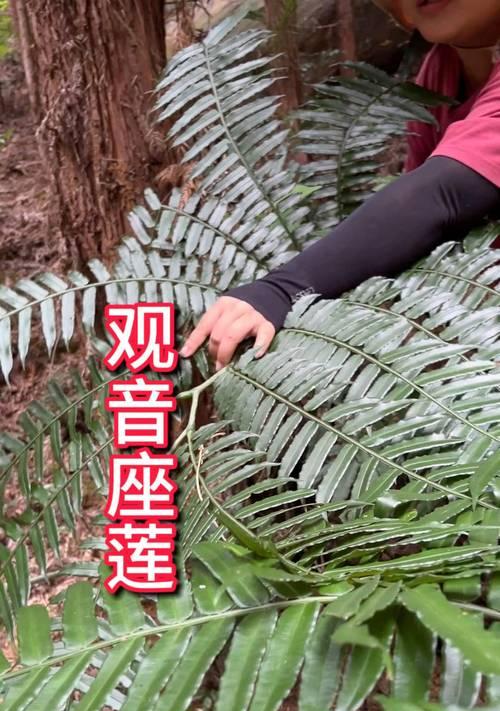 莲科植物的特点是什么？还有哪些植物属于莲科？