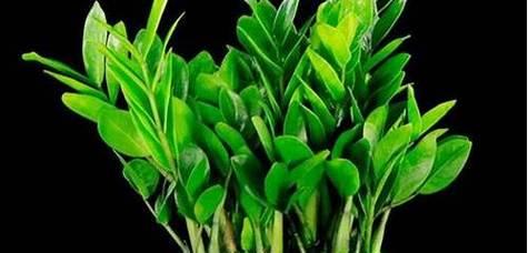 属虎的人适合养哪些旺财植物？它们的寓意是什么？