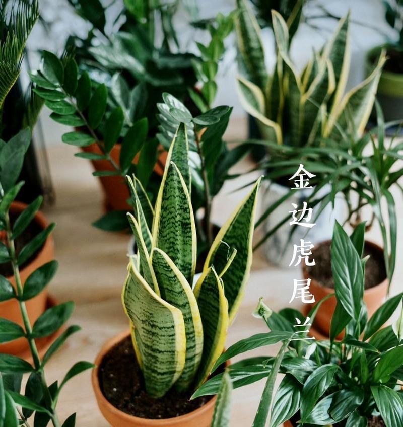 属虎的人适合养哪些旺财植物？它们的寓意是什么？