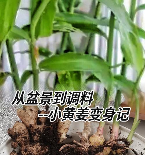 种植姜盆栽有哪些需要注意的禁忌？