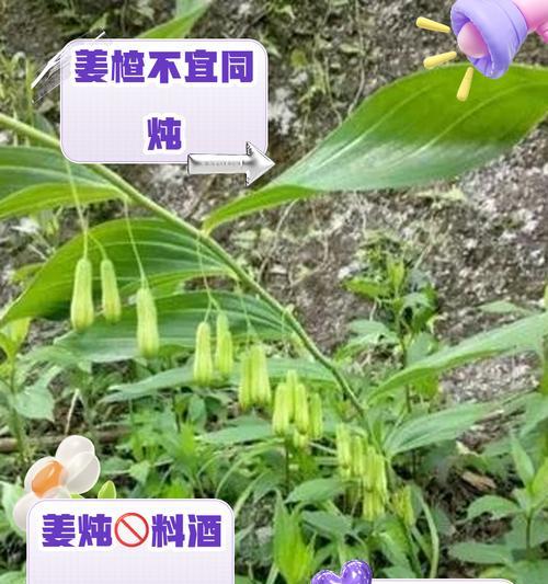 种植姜盆栽有哪些需要注意的禁忌？