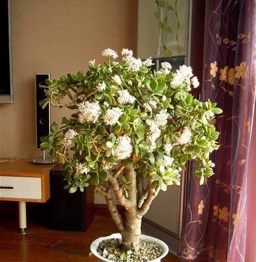 盆栽种植是否需要放木糠？这样做有什么好处？