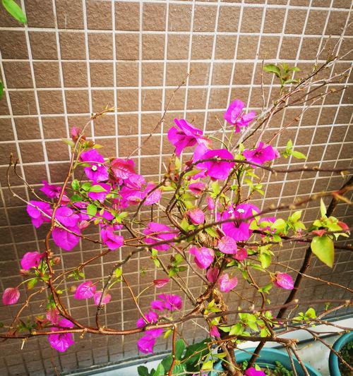 盆栽种植是否需要放木糠？这样做有什么好处？